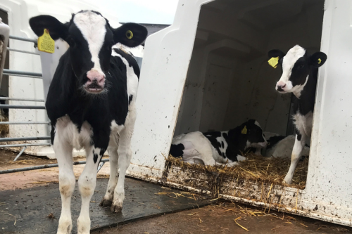 two dairy calves in pen